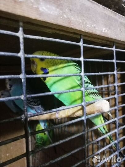 Волнистые попугаи домашнего разведения