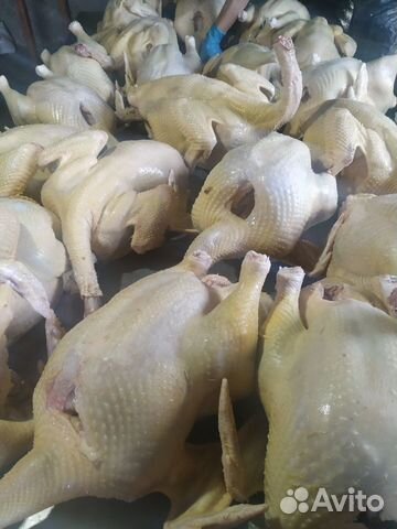 Индюки и индюшки