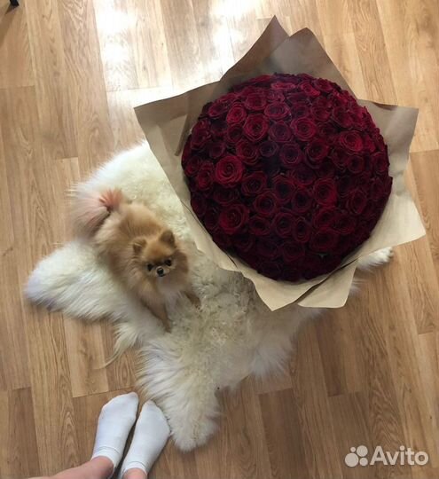 Фотосессия с micro шпицом