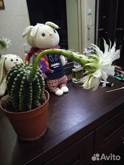 Кактус.Эхинопсис