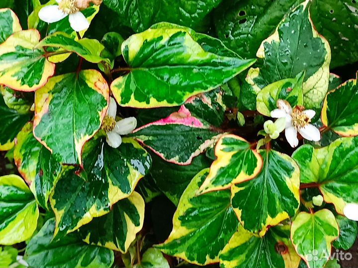 Многолетние цветы для сада2