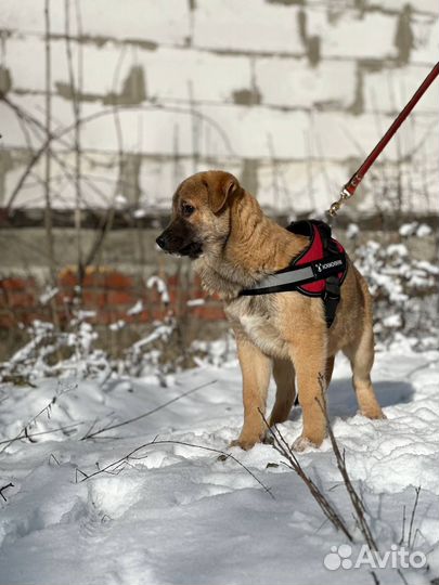 Собака мальчик ищет дом