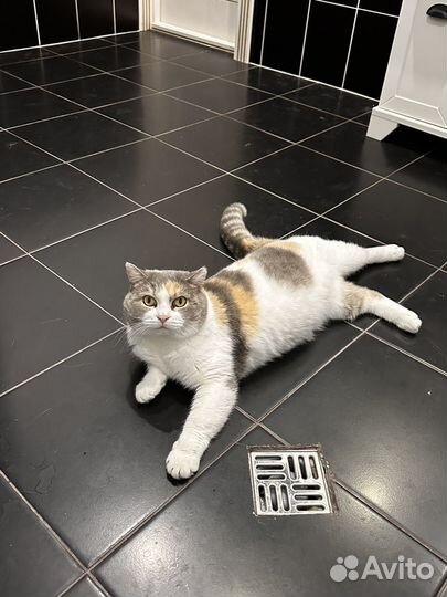 Передержка домашних животных