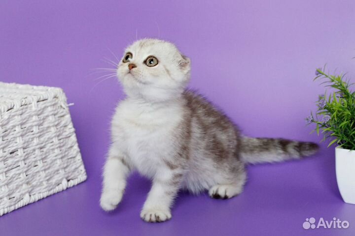 Шотландские вислоухие котята