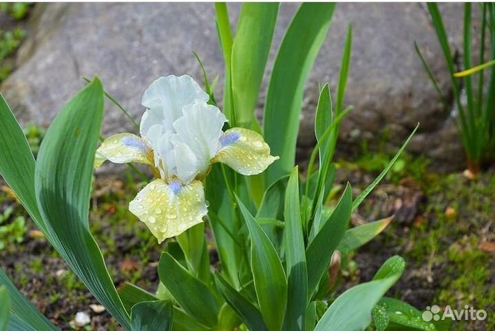 Продам ирисы