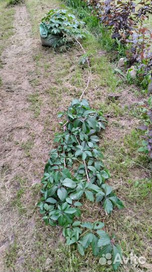 Саженцы девичий виноград