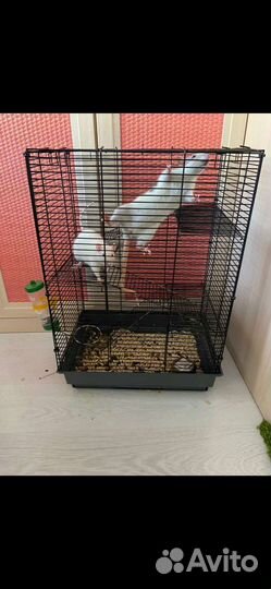 Продам домашних крыс