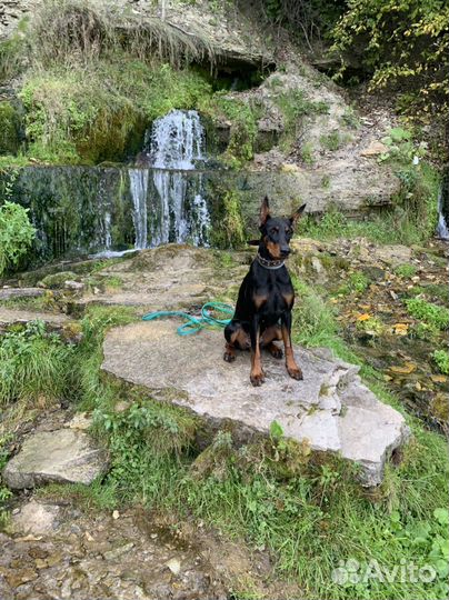 Зоопсихолог / Кинолог / Занятия в группе