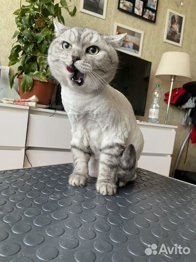 Любящий грумер. Стрижка собак и бритье котов