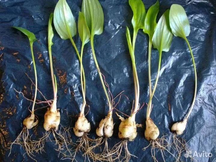 Эуфорбия миля, дримиопсис