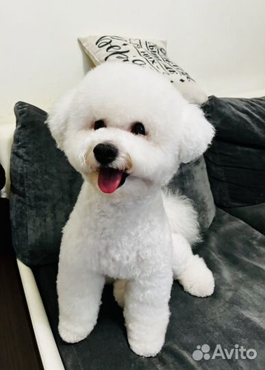 Бишон фризе вязка