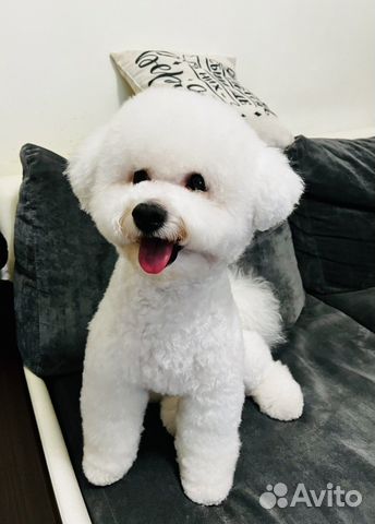 Бишон фризе вязка