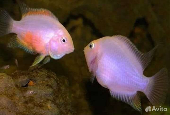 Рыба Цихлиды полосатые оранжевый фламинго