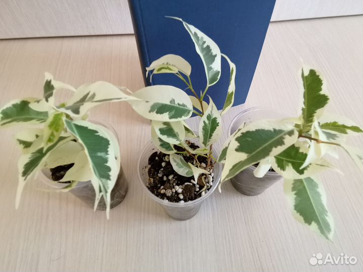 Фикус де Гантель