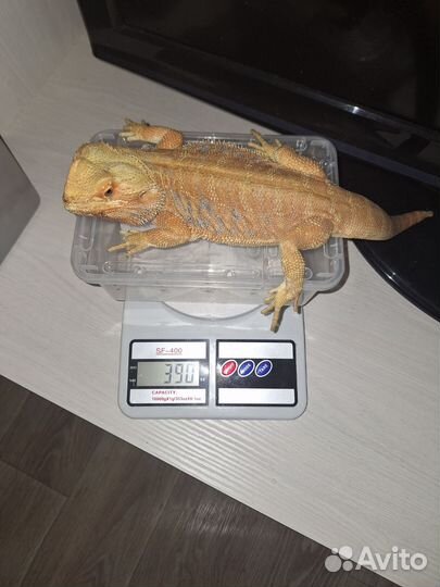 Бородатая агама самец