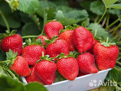 Саженцы земляника, клубника