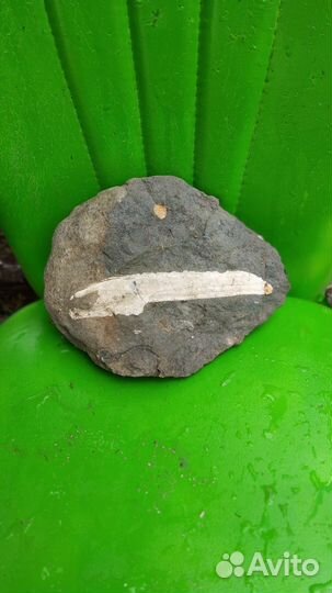 Окаменелости аммониты