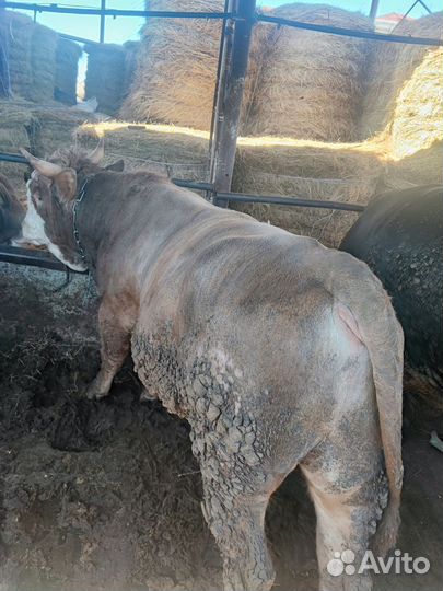 Быки на мясо