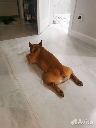 Вязка Французский бульдог