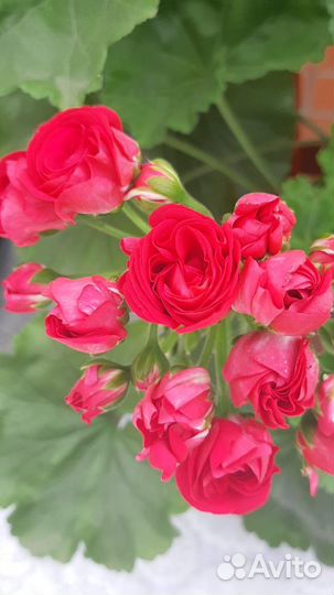 Пеларгония герань Ю Анна Каренина