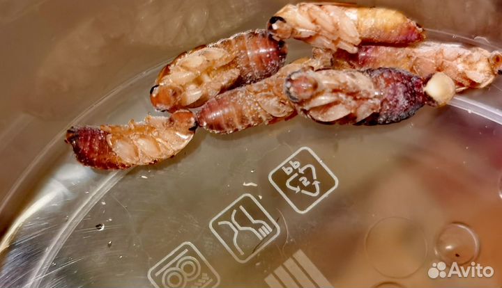 Туркменский таракан (заморозка)