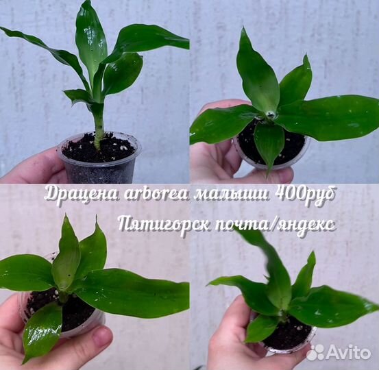 Драцена тигровая малыши драцена arborea