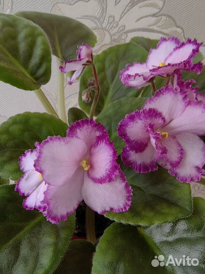 Фиалка цветущие розеточки