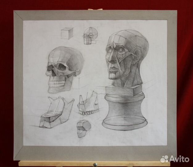 Анатомические рисунки 