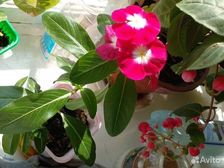 Комнатныe цвeты - адeниум