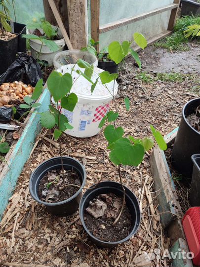 Церцис европейский семена