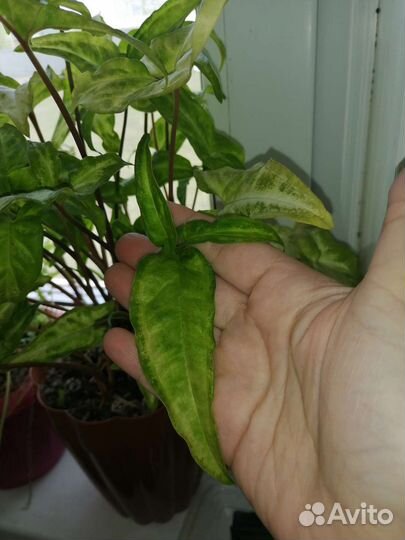 Сингониумы