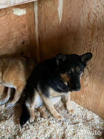 Спасите собаку Ричарда из приюта