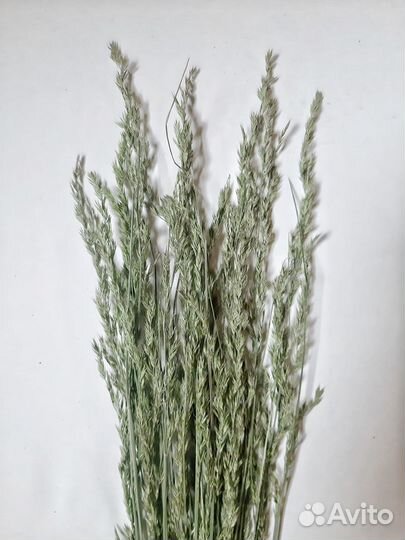 Полевые травы