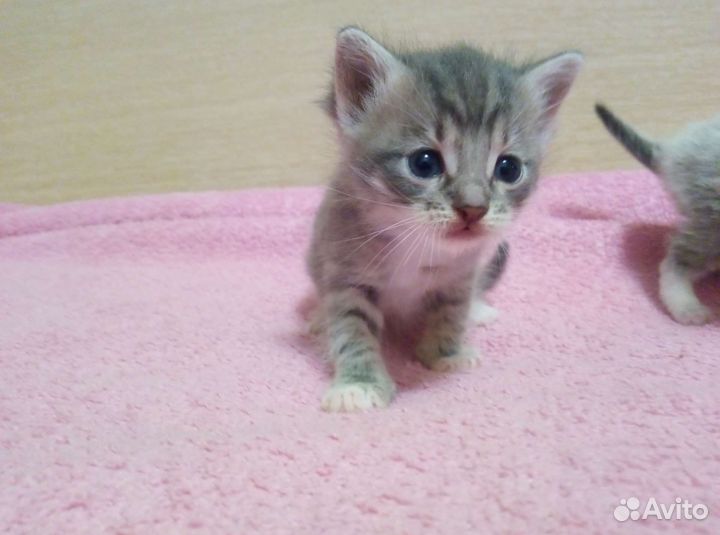 Котята пушистики в добрые руки
