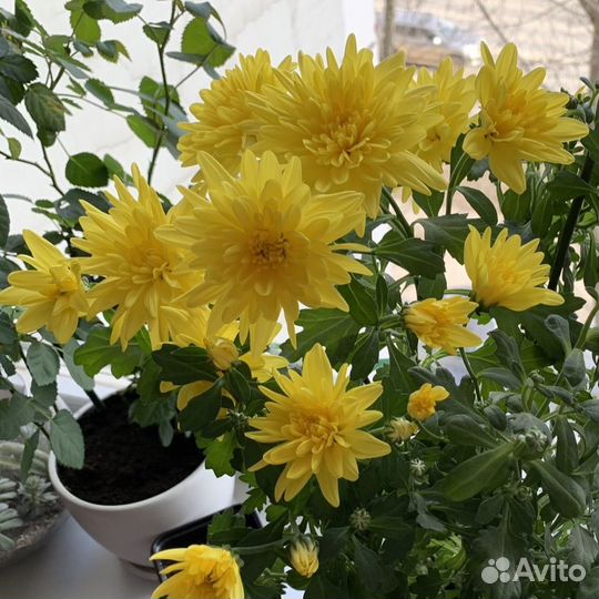 Хризантема желтая (детки)