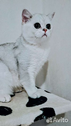 Британский котенок