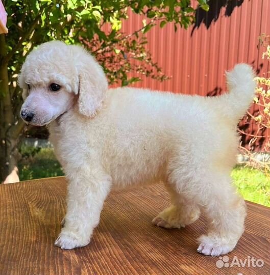 Пудели красные и редбраун