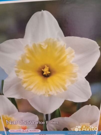 Луковицы нарциссов