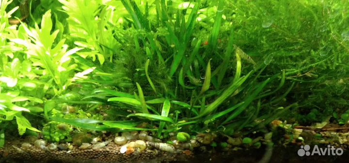 Обслуживание аквариума