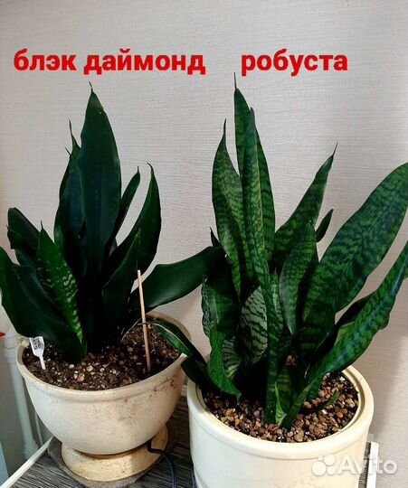 Сансевиерии: блэк даймонд и робуста