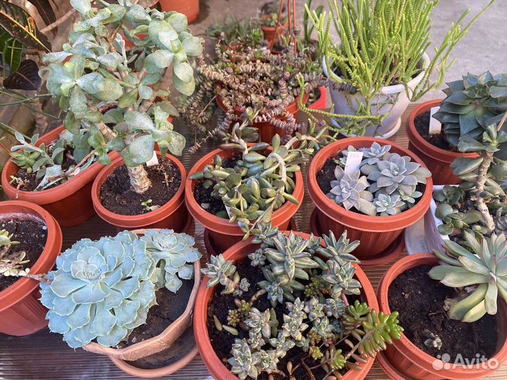 Суккуленты