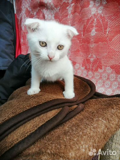 Котята домашней кошки полукровки