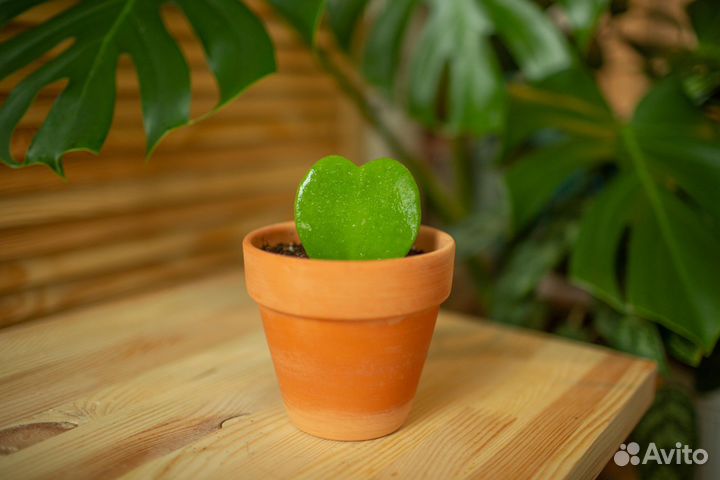 Хойи разные