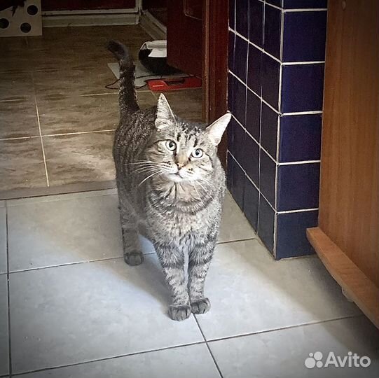 Метис британца