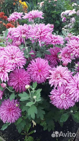 Хризантемы