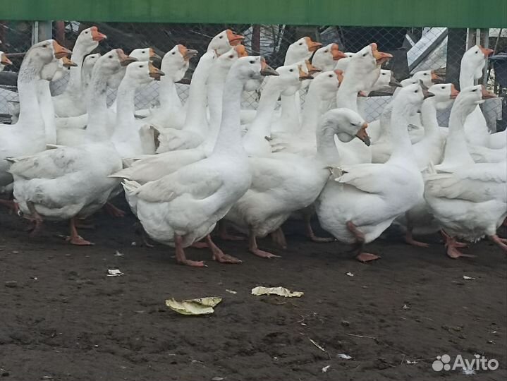 Инкубационное яйцо гусей