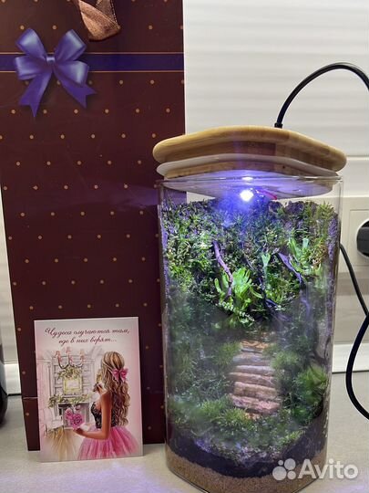 Флорариум на подарок, (растение)