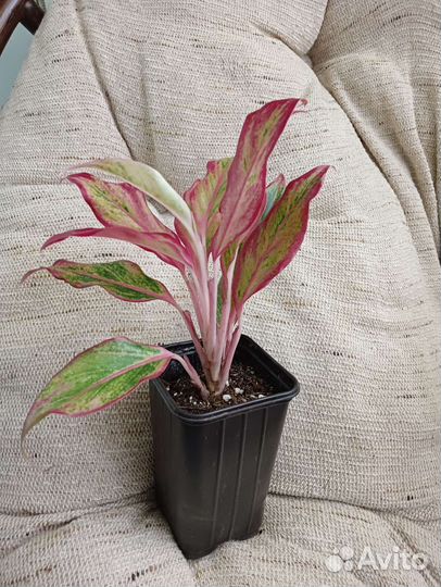 Аглаонемы Фридман, Мария, Квин, Сильвер Бэй