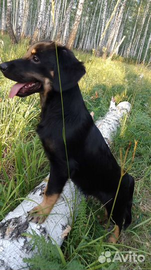 Щенки метисы спаниеля