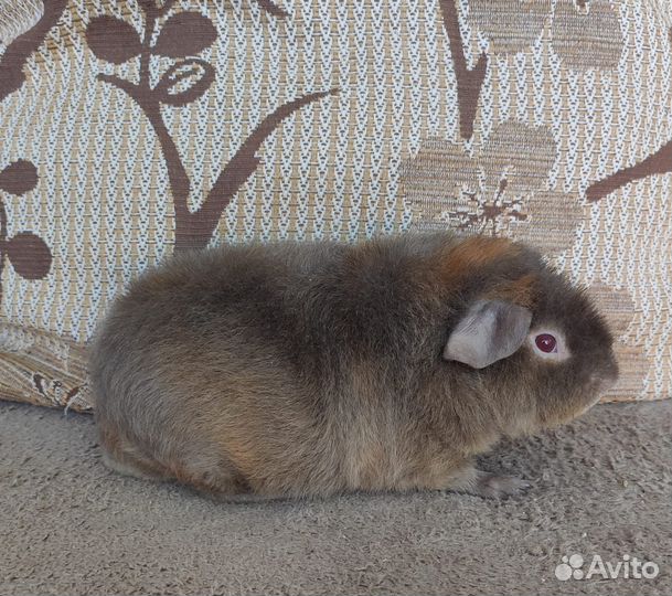 Морская свинка